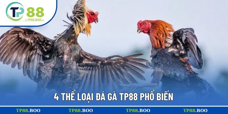 4 thể loại đá gà TP88 phổ biến