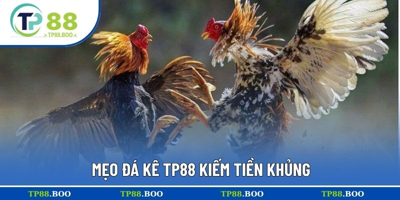 Mẹo đá kê TP88 kiếm tiền khủng